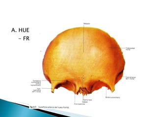 A. HUESOS DE LA CABEZA  - FRONTAL 