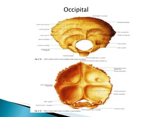 Occipital  