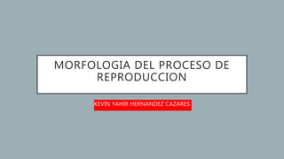 MORFOLOGIA DEL PROCESO DE
REPRODUCCION
KEVIN YAHIR HERNANDEZ CAZARES
 