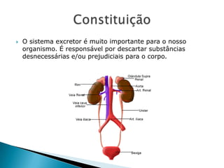 

O sistema excretor é muito importante para o nosso
organismo. É responsável por descartar substâncias
desnecessárias e/ou prejudiciais para o corpo.

 