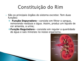 

São os principais órgãos do sistema excretor. Tem duas
funções:
 Função Depuradora - consiste em filtrar o sangue,
removendo resíduos e água. Assim, produz um liquido de
cor amarela, a urina;
Função Reguladora - consiste em regular a quantidade
de água e sais minerais no nosso organismo.

 