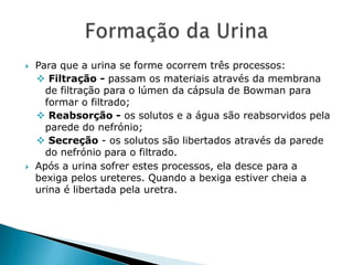 



Para que a urina se forme ocorrem três processos:
 Filtração - passam os materiais através da membrana
de filtração para o lúmen da cápsula de Bowman para
formar o filtrado;
 Reabsorção - os solutos e a água são reabsorvidos pela
parede do nefrónio;
 Secreção - os solutos são libertados através da parede
do nefrónio para o filtrado.
Após a urina sofrer estes processos, ela desce para a
bexiga pelos ureteres. Quando a bexiga estiver cheia a
urina é libertada pela uretra.

 