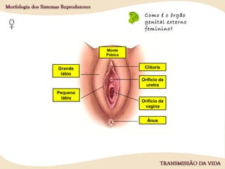 Como é o órgão
genital externo
feminino?
Clítoris
Pequeno
lábio
Grande
lábio
Orifício da
vagina
Orifício da
uretra
Ânus
Monte
Púbico
 