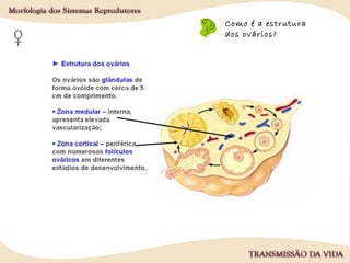 Como é a estrutura
dos ovários?
 