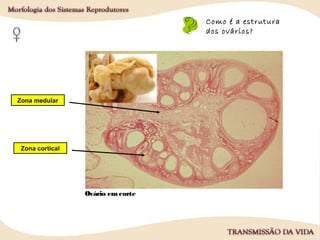 Como é a estrutura
dos ovários?
Zona medular
Zona cortical
Ovário em corte
 