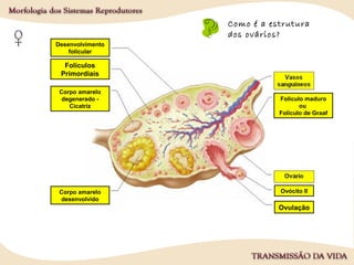 Como é a estrutura
dos ovários?
Folículos
Primordiais
Desenvolvimento
folicular
Ovócito IICorpo amarelo
desenvolvido
Corpo amarelo
degenerado -
Cicatriz
Folículo maduro
ou
Folículo de Graaf
Ovulação
 