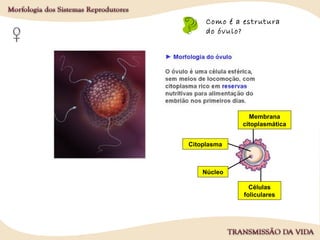 Como é a estrutura
do óvulo?
Núcleo
Citoplasma
Células
foliculares
Membrana
citoplasmática
 