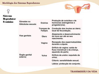 Sistema
Reprodutor
Feminino
Tipo Designação Função
Gónadas ou
Glândulas sexuais
Ovários
Produção de ovócitos e de
hormonas (estrogénios e
progesterona).
Vias genitais
Trompas de
Falópio
Condução dos óvulos ao útero;
local de fecundação.
Útero
Alojamento e desenvolvimento
do novo ser até ao seu
nascimento.
Vagina Recepção dos espermatozóides
durante a cópula.
Órgão genital
externo
Vulva
Orifício da vagina: saída do
fluxo menstrual e da criança,
aquando do parto;
Orifício da uretra: expulsão da
urina;
Clítoris: sensibilidade sexual;
Lábios: protecção do conjunto.
 