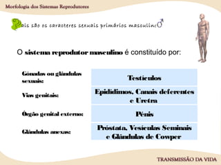 Quais são os caracteres sexuais primários masculinos?
O sistema reprodutormasculino é constituído por:
Gónadas ou glândulas
sexuais:
Vias genitais:
Órgão genital externo:
Glândulas anexas:
Testículos
Epidídimos, Canais deferentes
e Uretra
Pénis
Próstata, Vesículas Seminais
e Glândulas de Cowper
 