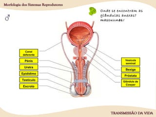 Onde se encontram
as gónadas
masculinas?
Onde se encontram as
vias genitais
masculinas?
Onde se encontra o
órgão genital externo
masculino?
Onde se encontram as
glândulas anexas?
1.
2.
4.
5.
6.
3.
Epidídimo
Testículo
Pénis
Canal
deferente
Uretra
Escroto
7.
9.
8.
Bexiga
Glândula de
Cowper
Próstata
Vesícula
seminal
 