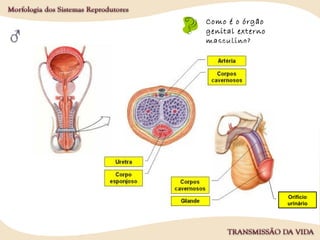 Como é o órgão
genital externo
masculino?
Orifício
urinário
 