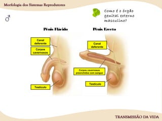 Como é o órgão
genital externo
masculino?
Testículo
Testículo
Canal
deferente Canal
deferente
Corpos
cavernosos
Corpos cavernosos
preenchidos com sangue
Pénis Flácido Pénis Erecto
 