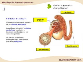 Como é a estrutura
dos testículos?
Epidídimo
Canal deferente
Tubo seminífero
Lóbulo do
testículo
 