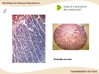 Como é a estrutura
dos testículos?
Testículo emcorte
 