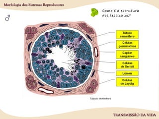 Como é a estrutura
dos testículos?
 