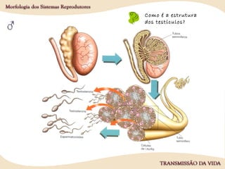 Como é a estrutura
dos testículos?
 