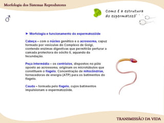 Como é a estrutura
do espermatozóide?
 