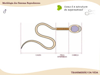 Como é a estrutura
do espermatozóide?
 