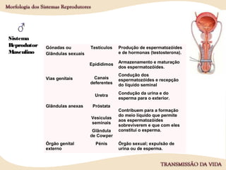 Sistema
Reprodutor
Masculino
Tipo Designação Função
Gónadas ou
Glândulas sexuais
Testículos Produção de espermatozóides
e de hormonas (testosterona).
Vias genitais
Epidídimos Armazenamento e maturação
dos espermatozóides.
Canais
deferentes
Condução dos
espermatozóides e recepção
do líquido seminal
Uretra Condução da urina e do
esperma para o exterior.
Glândulas anexas Próstata
Contribuem para a formação
do meio líquido que permite
aos espermatozóides
sobreviverem e que com eles
constitui o esperma.
Vesículas
seminais
Glândula
de Cowper
Órgão genital
externo
Pénis Órgão sexual; expulsão de
urina ou de esperma.
 