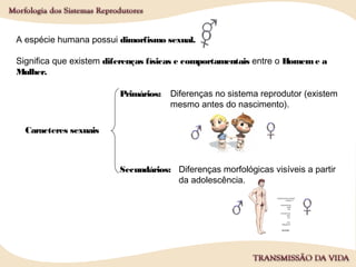 Caracteres sexuais
Primários:
Secundários:
A espécie humana possui dimorfismo sexual.
Significa que existem diferenças físicas e comportamentais entre o Homeme a
Mulher.
Diferenças no sistema reprodutor (existem
mesmo antes do nascimento).
Diferenças morfológicas visíveis a partir
da adolescência.
 