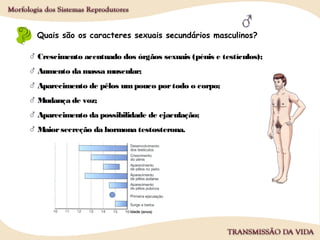 Quais são os caracteres sexuais secundários masculinos?
Crescimento acentuado dos órgãos sexuais (pénis e testículos);
Aumento da massa muscular;
Aparecimento de pêlos umpouco portodo o corpo;
Mudança de voz;
Aparecimento da possibilidade de ejaculação;
Maiorsecreção da hormona testosterona.
 