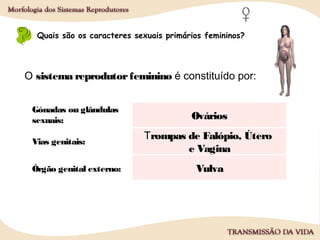 Quais são os caracteres sexuais primários femininos?
O sistema reprodutorfeminino é constituído por:
Gónadas ou glândulas
sexuais:
Vias genitais:
Órgão genital externo:
Ovários
Trompas de Falópio, Útero
e Vagina
Vulva
 