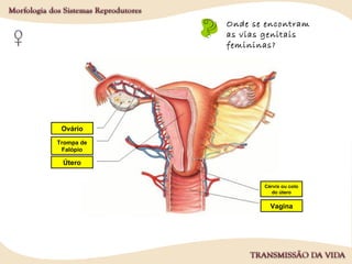 Onde se encontram
as gónadas
femininas?
Onde se encontram
as vias genitais
femininas?
1.
2.
3.
4.
5.
Ovário
Trompa de
Falópio
Útero
Vagina
Cérvix ou colo
do útero
 
