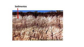 Sedimentos
 