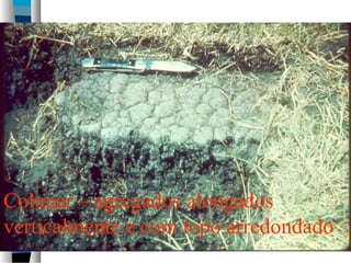 Colunar – agregados alongados
verticalmente e com topo arredondado
 