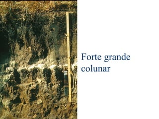 Forte grande
colunar
 