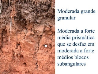 Moderada grande
granular
Moderada a forte
média prismática
que se desfaz em
moderada a forte
médios blocos
subangulares
 