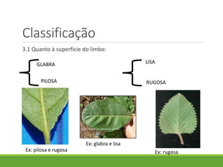 Classificação 
3.1 Quanto à superfície do limbo: 
GLABRA 
PILOSA 
LISA 
RUGOSA 
Ex: glabra e lisa 
Ex: pilosa e rugosa Ex: rugosa 
 