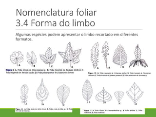 Nomenclatura foliar 
3.4 Forma do limbo 
Algumas espécies podem apresentar o limbo recortado em diferentes 
formatos. 
 