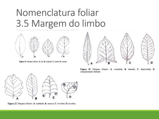 Nomenclatura foliar 
3.5 Margem do limbo 
 
