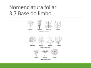 Nomenclatura foliar 
3.7 Base do limbo 
 
