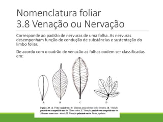 Nomenclatura foliar 
3.8 Venação ou Nervação 
Corresponde ao padrão de nervuras de uma folha. As nervuras 
desempenham função de condução de substâncias e sustentação do 
limbo foliar. 
De acordo com o padrão de venação as folhas podem ser classificadas 
em: 
 