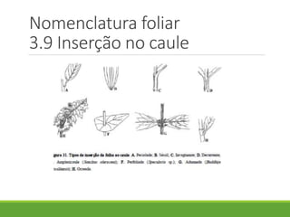 Nomenclatura foliar 
3.9 Inserção no caule 
 