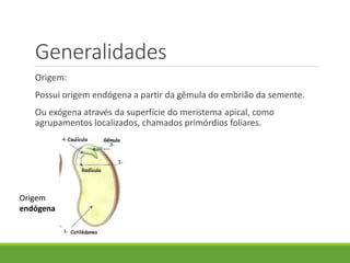 Generalidades 
Origem: 
Possui origem endógena a partir da gêmula do embrião da semente. 
Ou exógena através da superfície do meristema apical, como 
agrupamentos localizados, chamados primórdios foliares. 
Origem 
endógena 
 