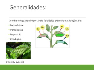 Generalidades: 
A folha tem grande importância fisiológica exercendo as funções de: 
 Fotossíntese 
Transpiração 
Respiração 
 Condução. 
Gutação / Sudação 
 