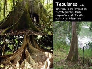 Tabulares :   são achatadas, e encontradas em florestas densas, sendo responsáveis pela fixação, podendo também serem respiratórias. 