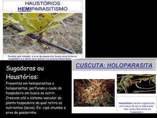Sugadoras ou Haustórios: Presentes em hemiparasitas e holoparasitas, perfuram o caule do hospedeiro em busca se nutrir. Crescem até o sistema vascular da planta hospedeira da qual retira os nutrientes (seiva). Ex: cipó-chumbo e erva de passarinho. 