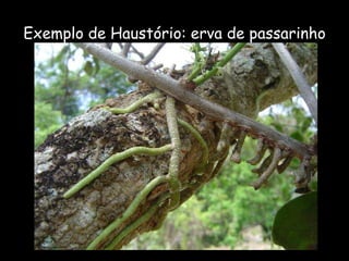 Exemplo de Haustório: erva de passarinho 