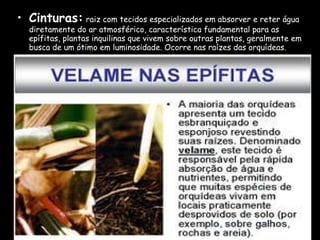 Cinturas:   raiz com tecidos especializados em absorver e reter água diretamente do ar atmosférico, característica fundamental para as epífitas, plantas inquilinas que vivem sobre outras plantas, geralmente em busca de um ótimo em luminosidade. Ocorre nas raízes das orquídeas. 