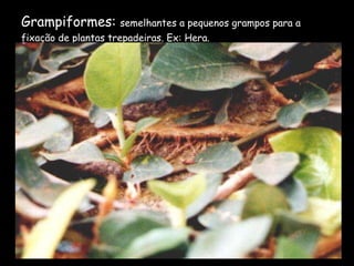 Grampiformes:  semelhantes a pequenos grampos para a fixação de plantas trepadeiras. Ex: Hera. 