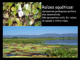 Raízes aquáticas:  Apresentam parênquima aerífero bem desenvolvido.  Não apresentam coifa. Ex: raízes do aguapé e vitória-régia. 