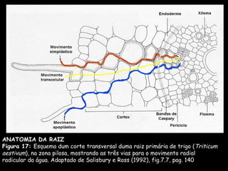 ANATOMIA DA RAIZ Figura 17:  Esquema dum corte transversal duma raiz primária de trigo ( Triticum aestivum ), na zona pilosa, mostrando as três vias para o movimento radial radicular da água. Adaptado de Salisbury e Ross (1992), fig.7.7, pag. 140 