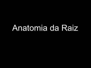 Anatomia da Raiz 