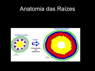 Anatomia das Raízes 