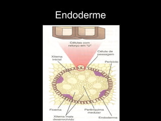 Endoderme 