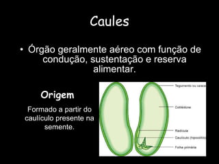 Caules Órgão geralmente aéreo com função de condução, sustentação e reserva alimentar. Origem  Formado a partir do caulículo presente na semente. 